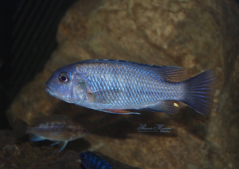 Petrotilapia pyroscelos 'Chizumulu Island'